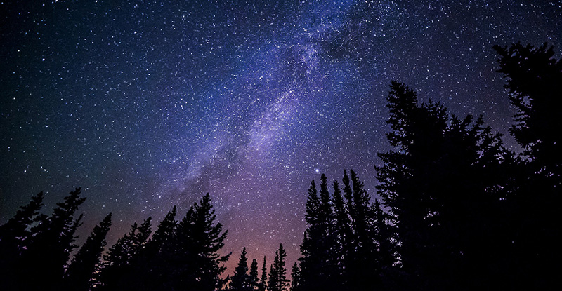 Experienced Facilitator Workshops: What do they do? A photo captured from a low angle, showcasing a night sky sparkling with countless stars, framed by the silhouettes of towering pine trees at the base.